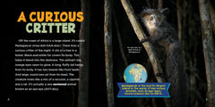 Animals After Dark
