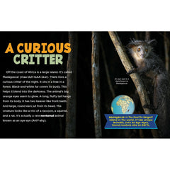 Animals After Dark