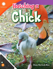 Hatching a Chick (WB)